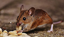 24 Hour & Emergency Exterminators in Pensacola, OK